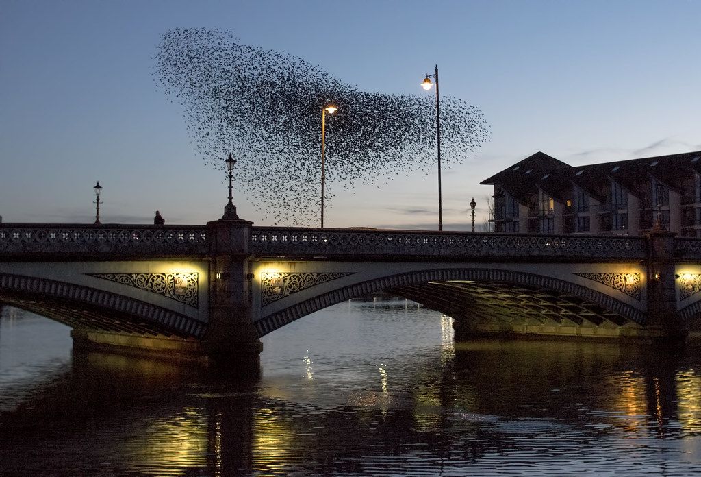 PUTTING ON A SHOW: The starling murmuration is a magnificent sight to behold – and it’s free