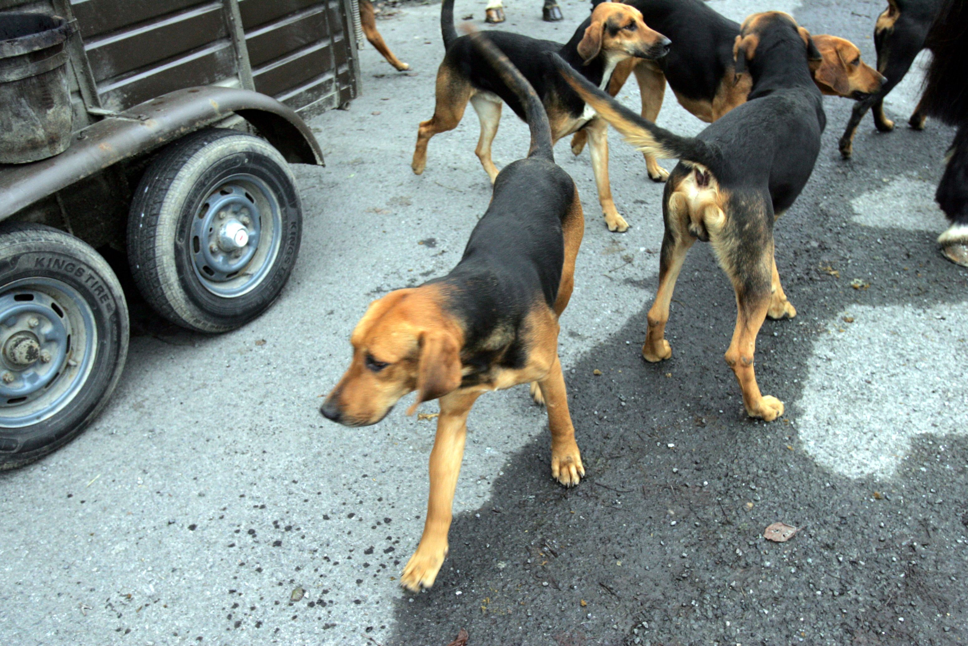ON THE HUNT: Packs of hounds with members from the South Dublin Hunting Club get ready for a drag hunt in Clonee Co Meath back in 2006