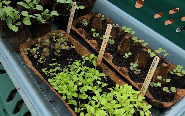 COMMUNITY GARDENING: Time to go full steam ahead with sowing and planting