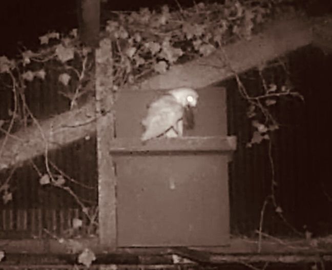 THRILLING SIGHT: The first sighting of a barn owl on Black Mountain