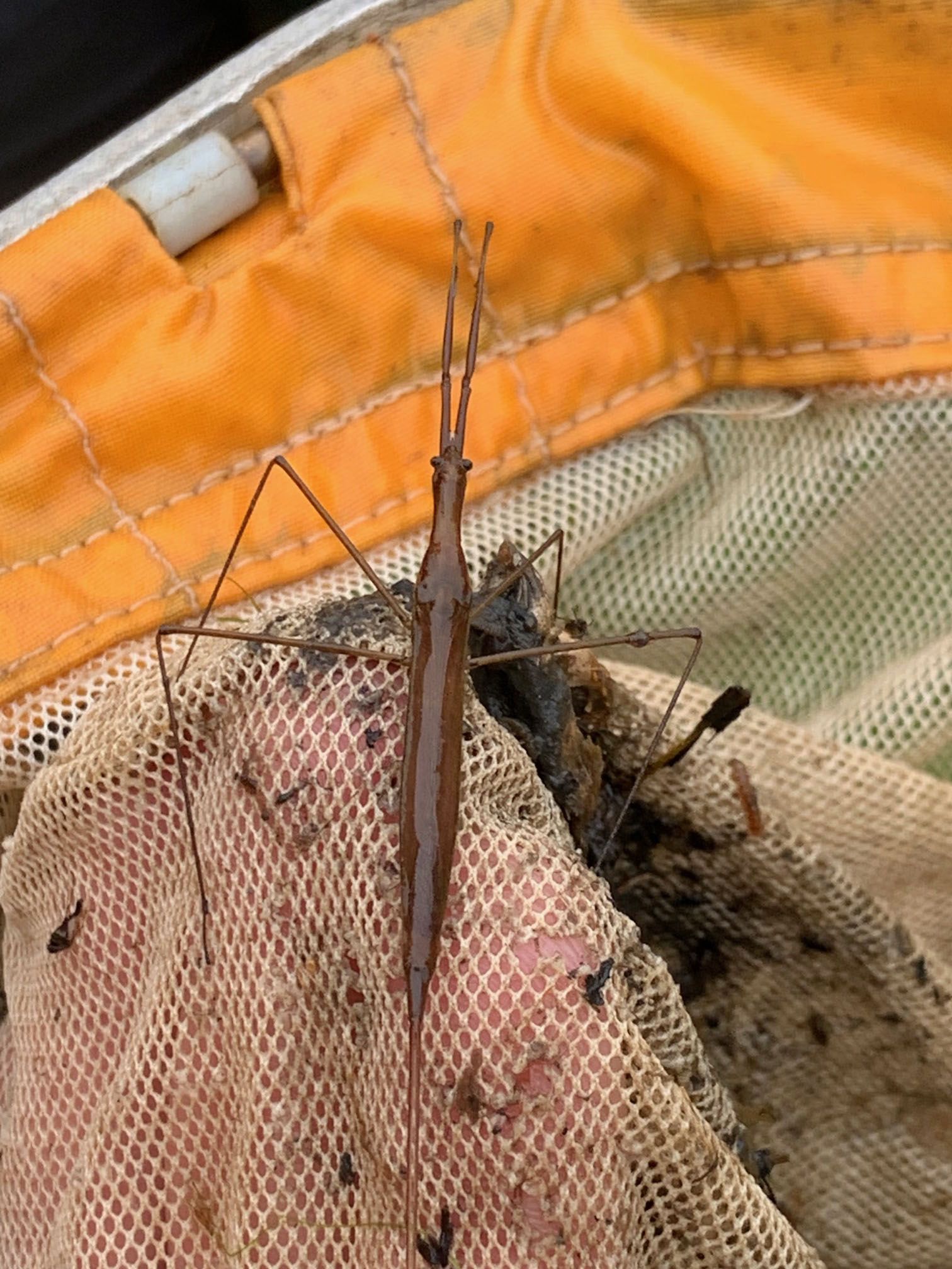 BEAUTIFUL: The Water Stick insect discovered at the Bog Meadow