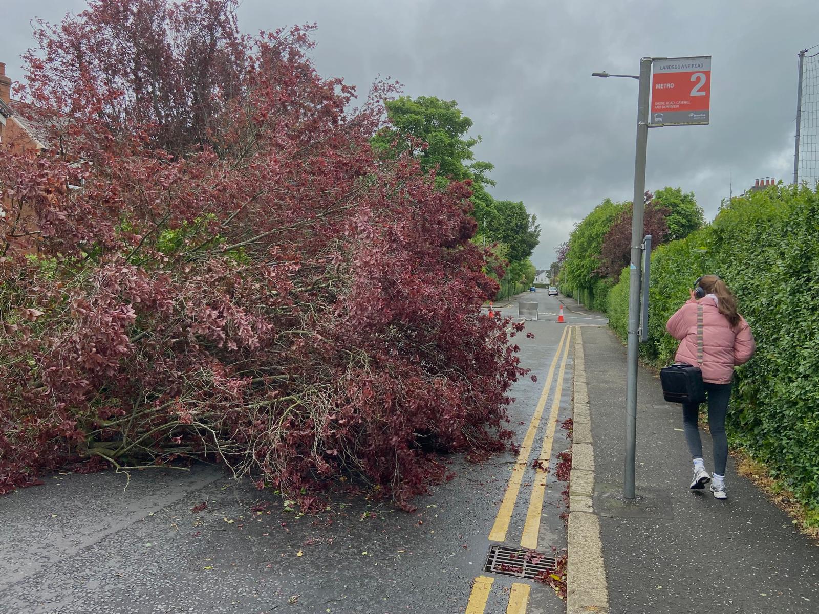 STRONG WINDS: A fallen tree on the Somerton Road in North Belfast on Thursday morning