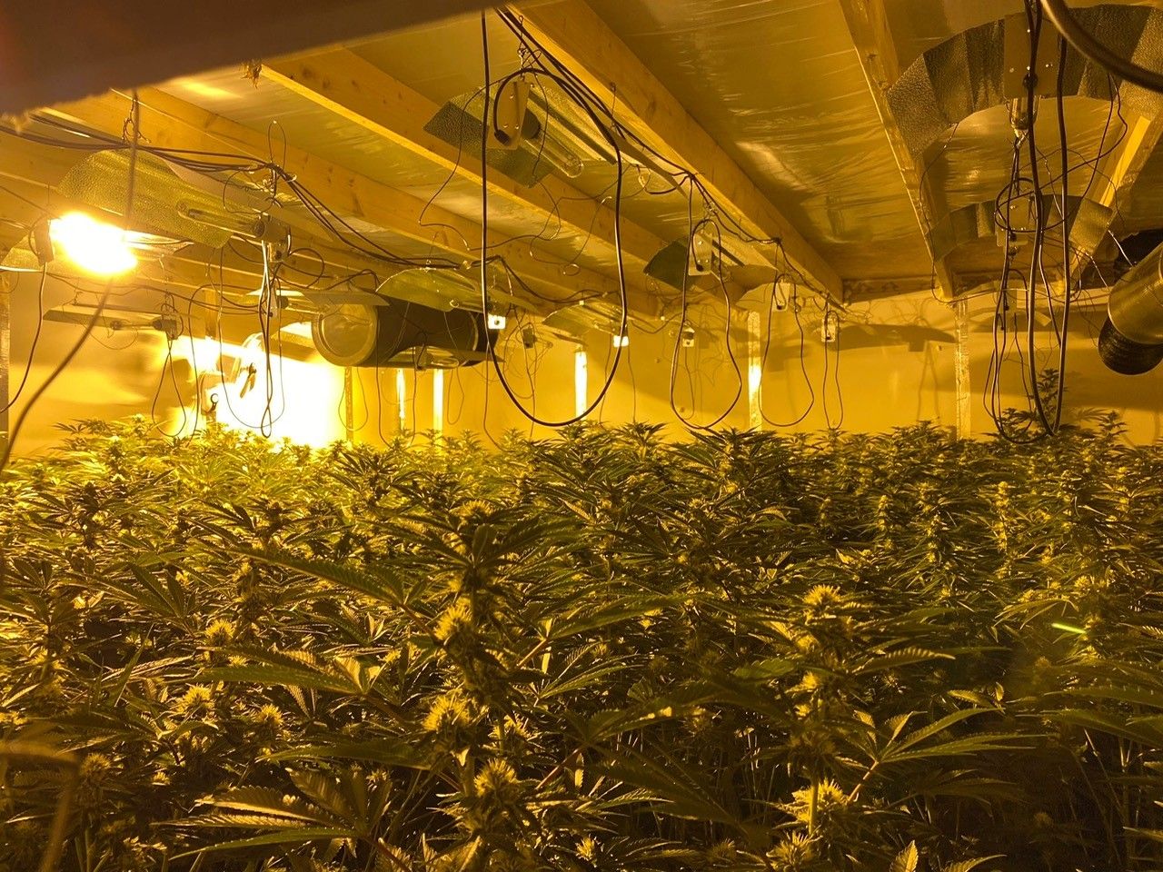 DRUGS FIND: The cannabis factory was uncovered at a commercial warehouse on Limestone Road
