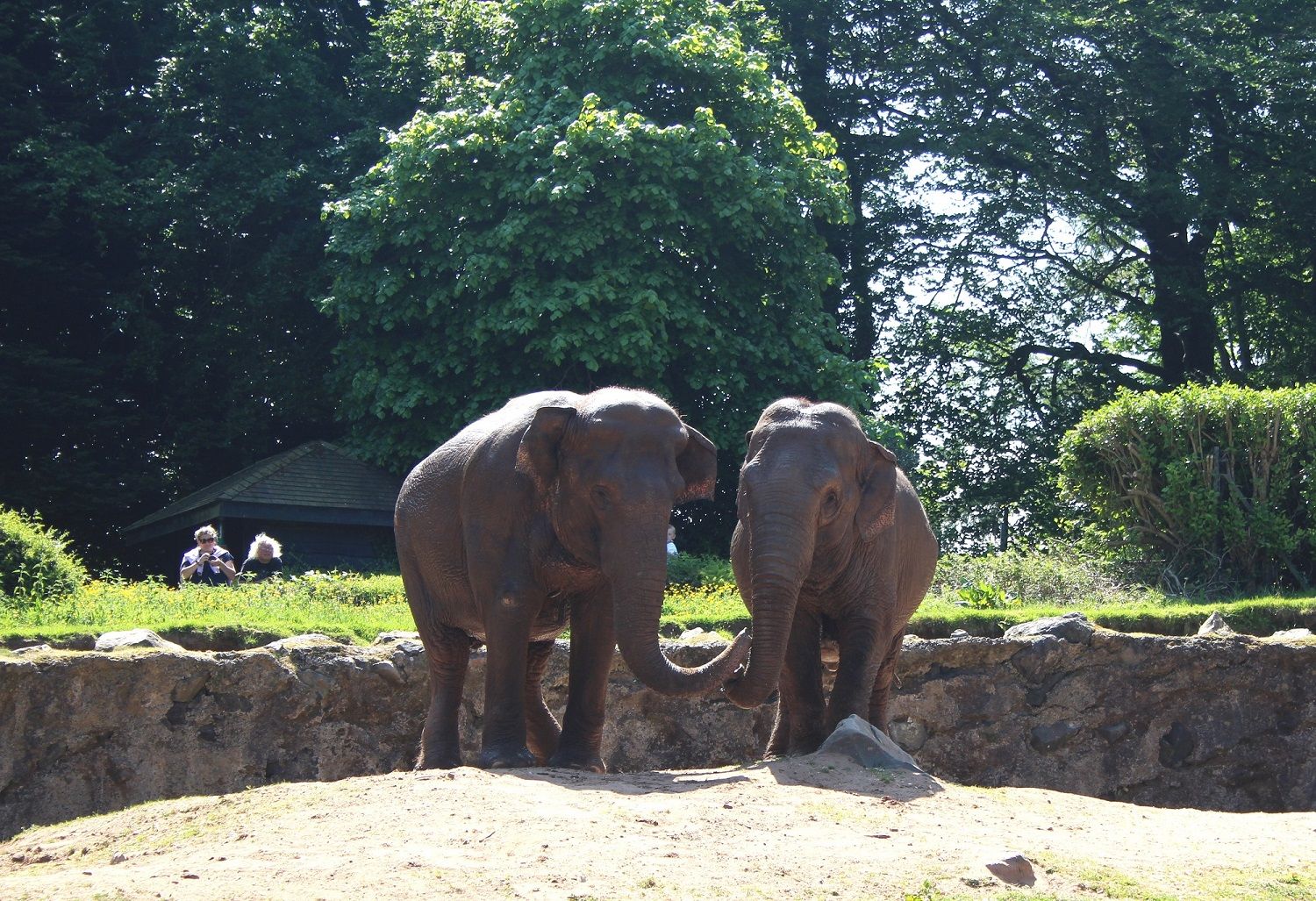ON THE MOVE: Asian elephants Dhunja and Yhetto will be leaving Belfast soon