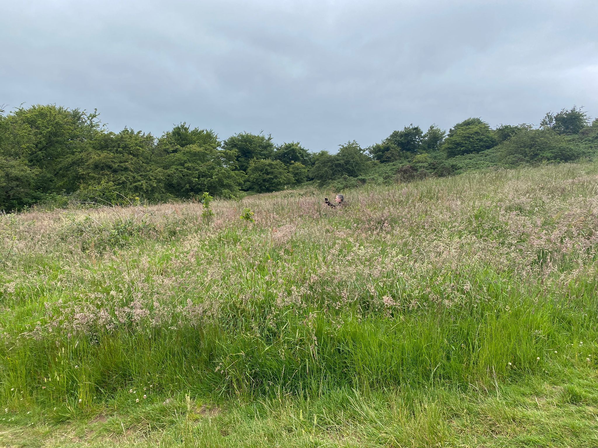 SLOW AND EASY: Dúlra sat for a long time in the meadow, watching and waiting