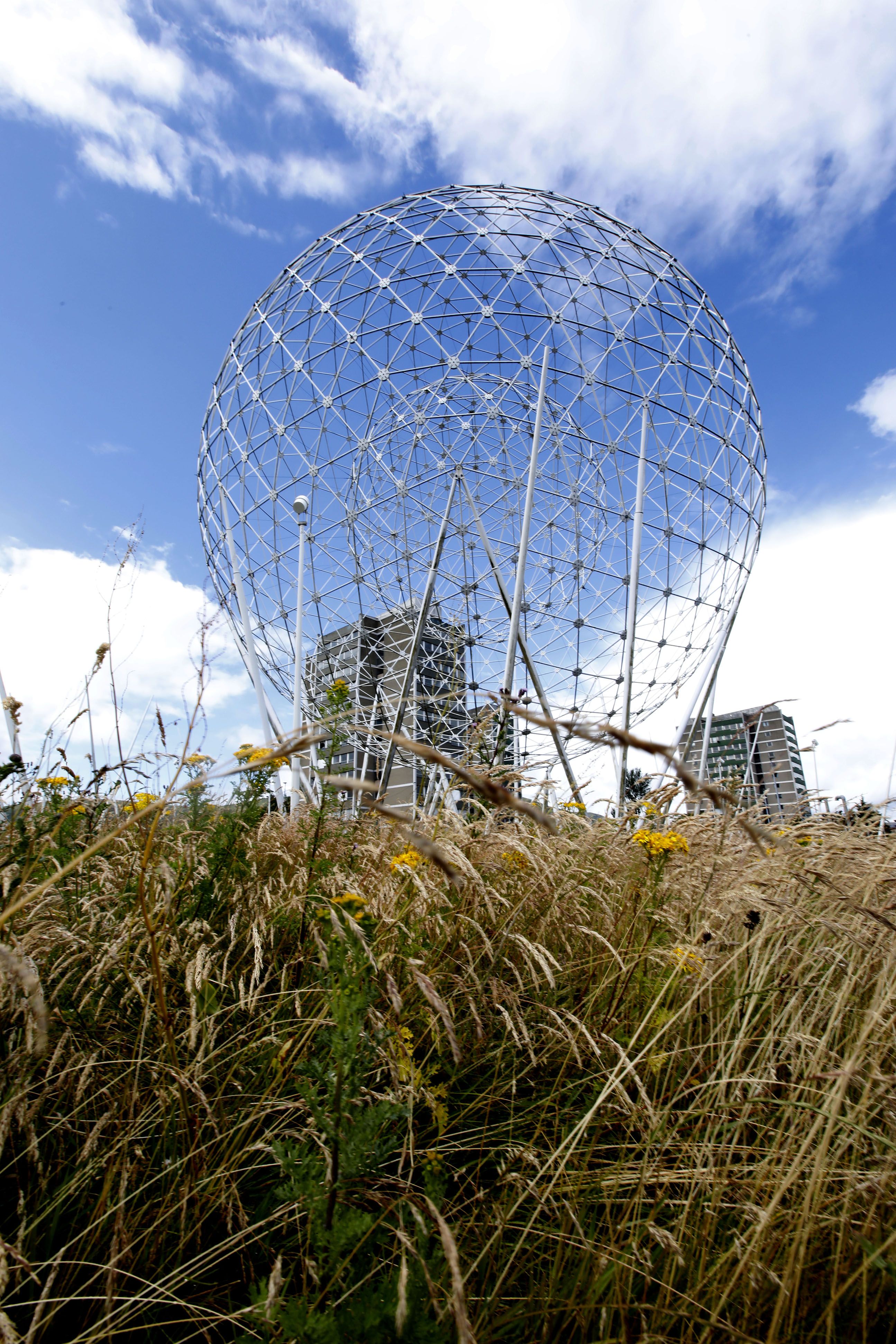 RECLAIMED: Stormont has a new policy of letting wild plants grow