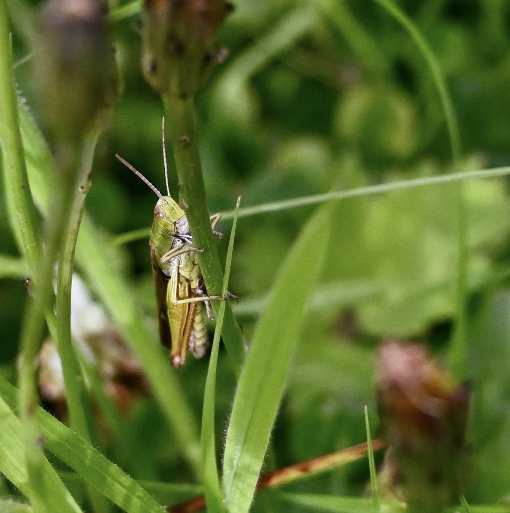 AT HOME IN THE GARDEN: The cricket which Dúlra captured on his phone this week