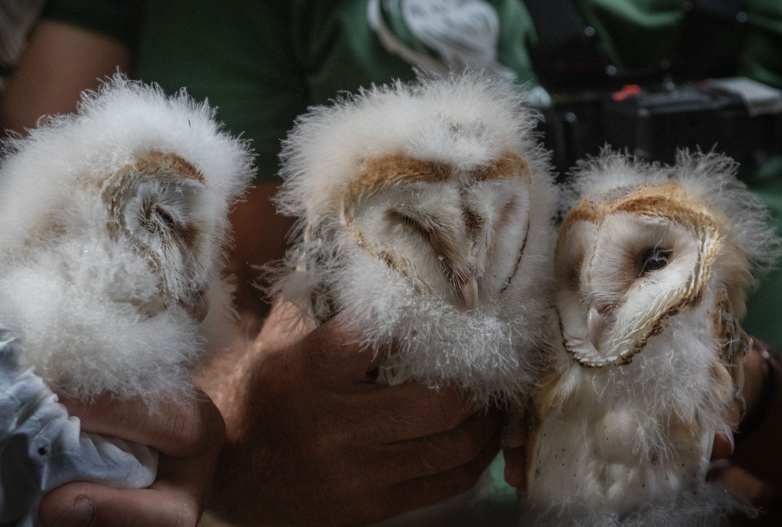 SUCCESS: Ciaran Walsh estimates he’s had a hand in rearing 60 to 70 barn owl chicks