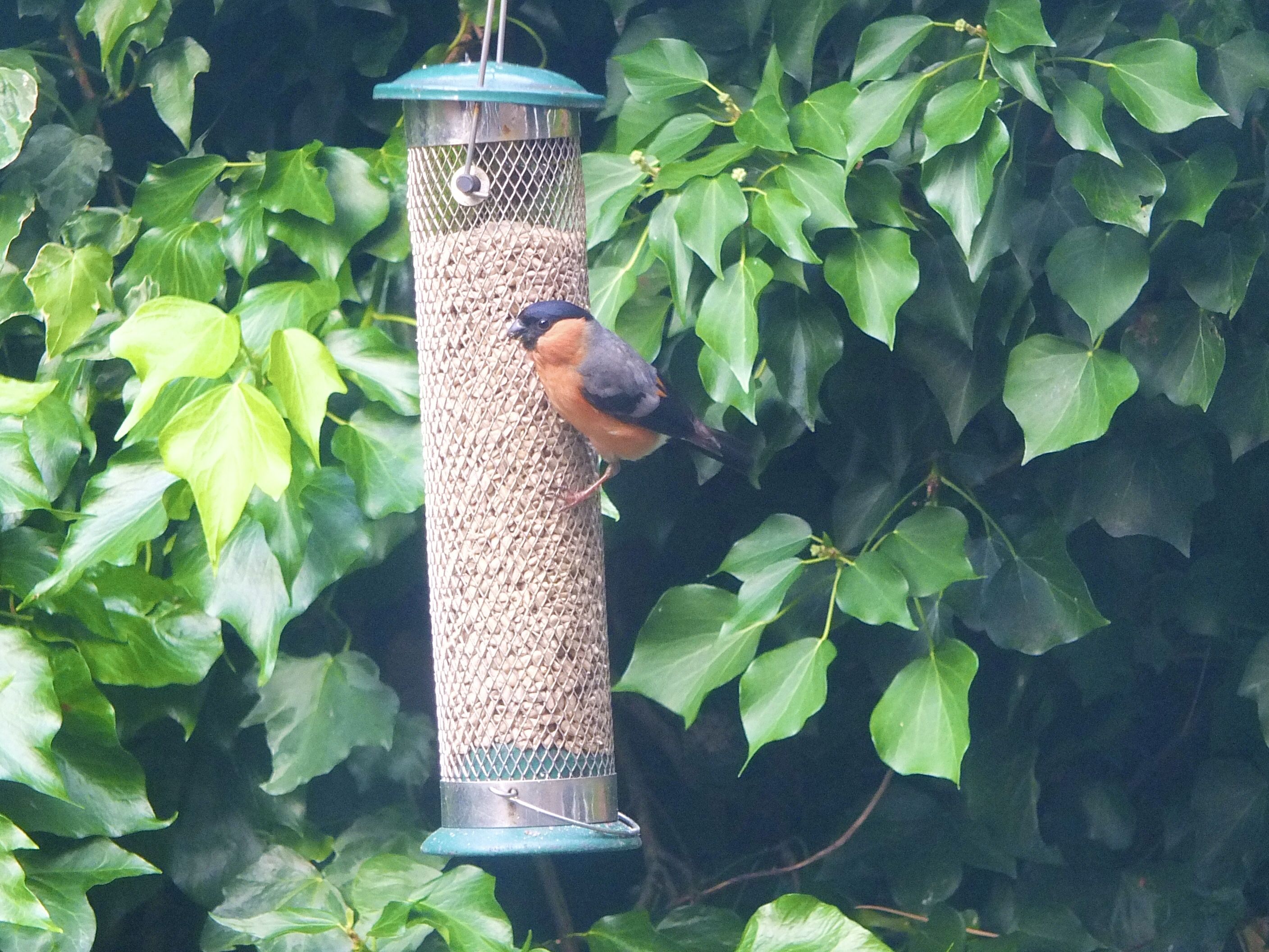 A GARDEN WELCOME: The eyecatching male bullfinch feeds on sunflower hearts while his demure partner hides in the undergrowth