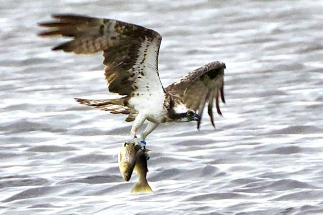 ICONIC: An osprey – iascaire coirneach in Irish – photographed by birdwatcher Michael Latham as it plucked a fish from the Bann