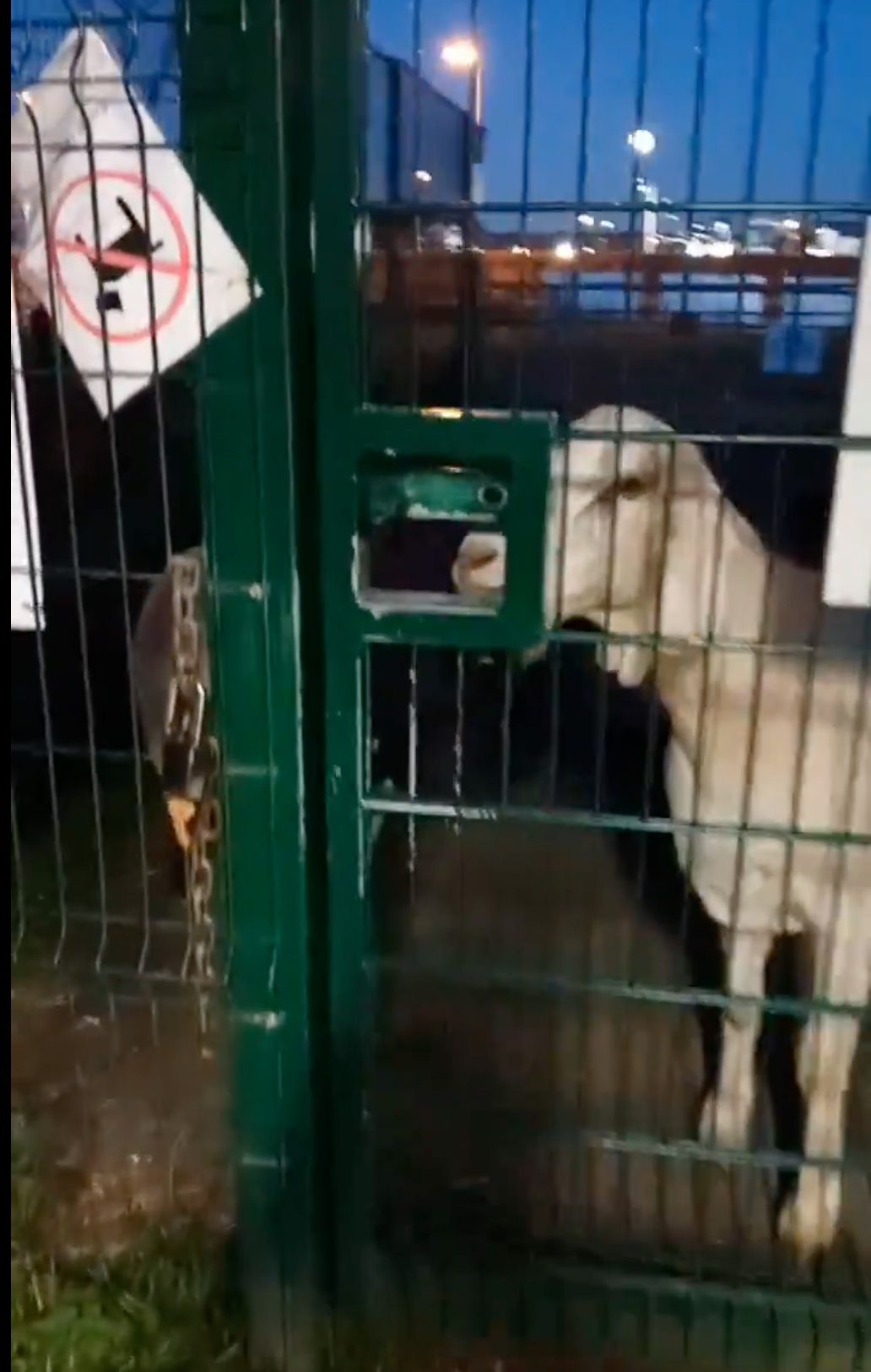 SMART: The moment the goat opens the gate at St James\' Community Farm