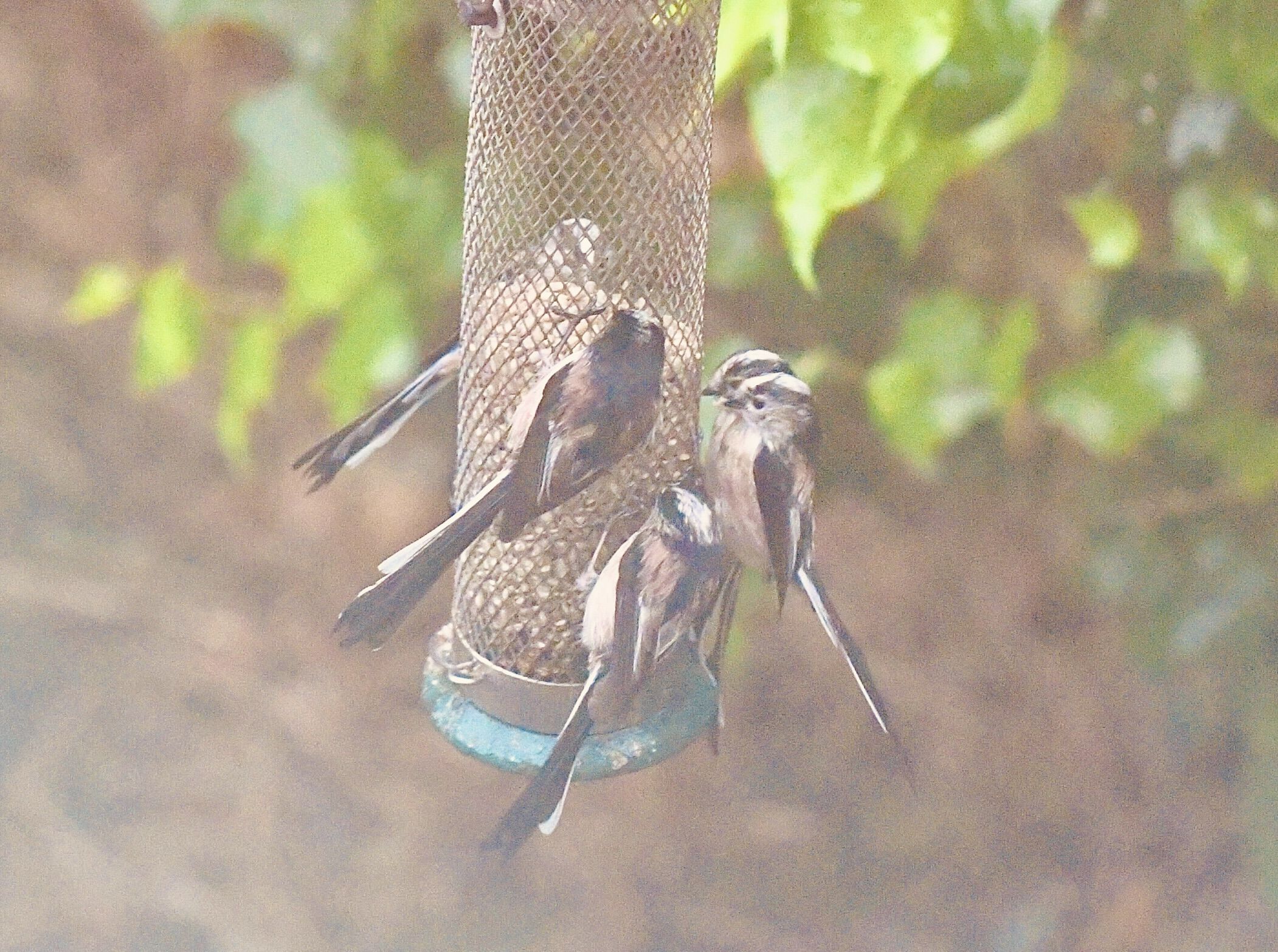 CLOSE-KNIT: These long-tailed tits have been frequenting a Poleglass garden – but soon they’ll be moving on