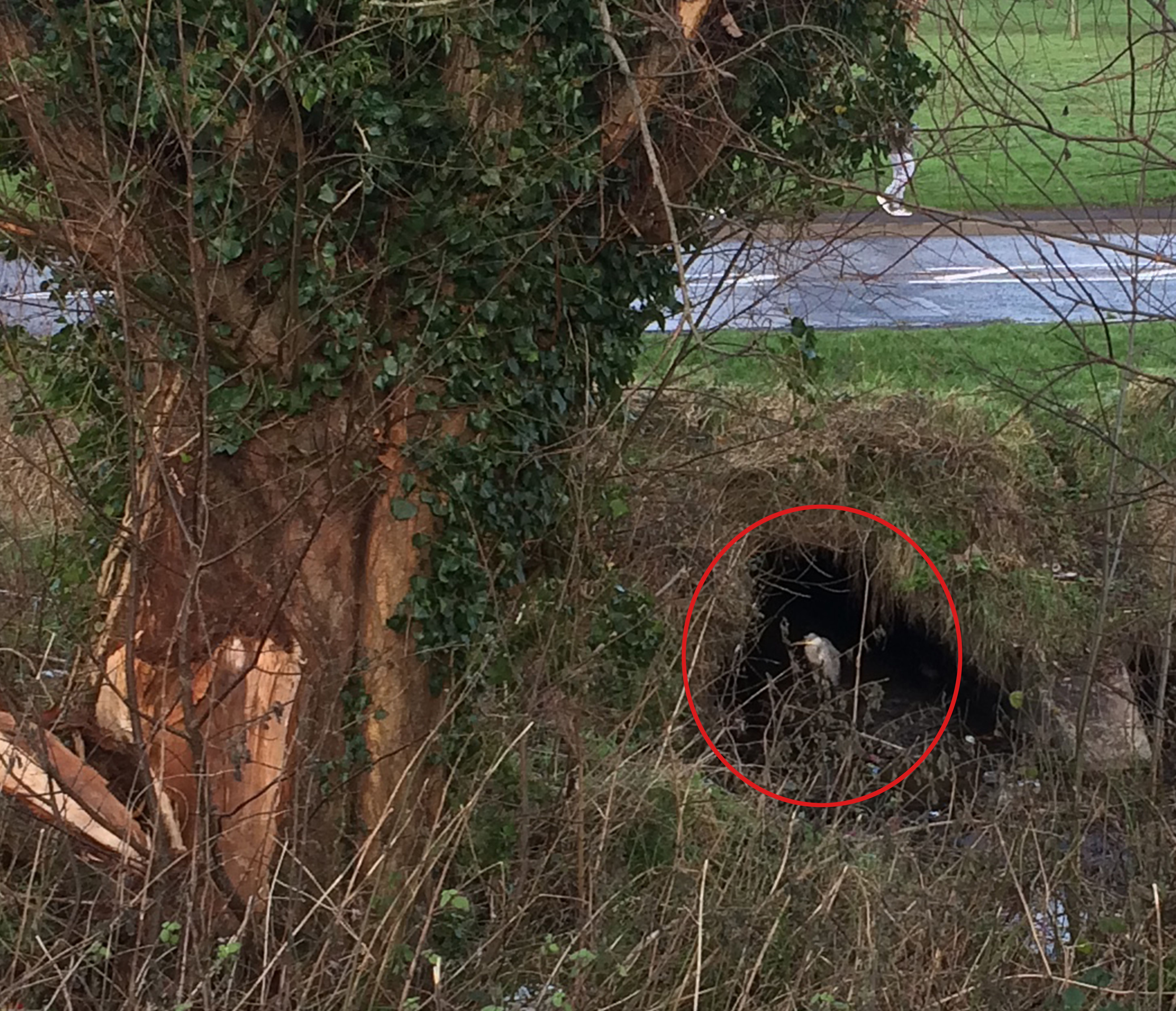 SECLUDED: The heron shelters from the bad weather near a small river as life goes on around him in Twinbrook