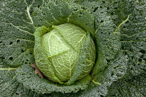 NO-NO: Avoid diets which promote just one food, like cabbage