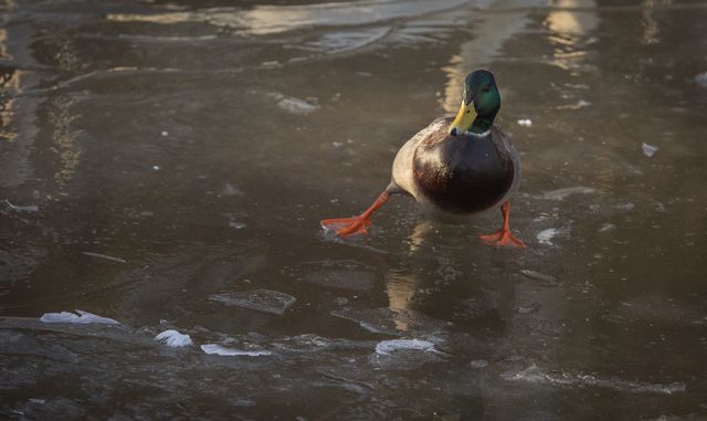 PIC OF THE DAY: Dancing on Ice comes to the Waterworks