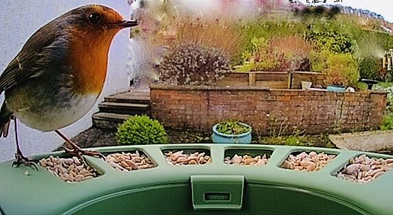 ROOM WITH A VIEW: The robin arrives at Dúlra’s feeder where the hidden camera is installed