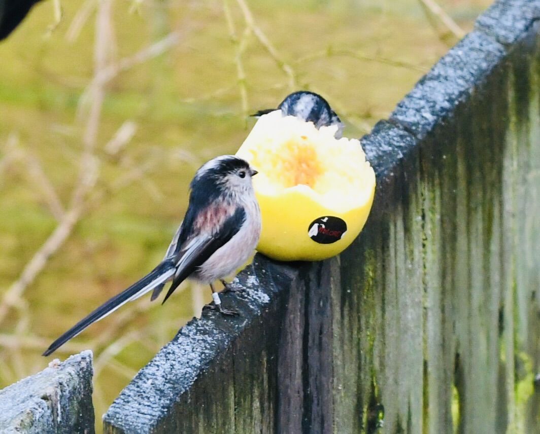 AP-PEELING: This ringed long-tailed tit was just one of the many birds who couldn’t resist the range of apples put out by Dúlra