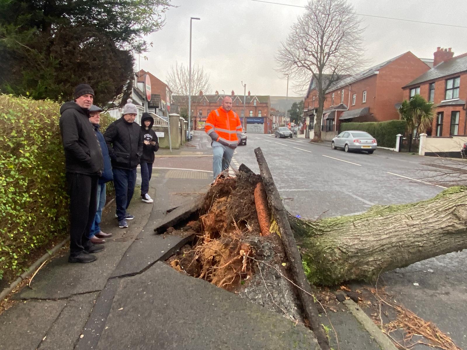 A fallen tree in Donegall Road 