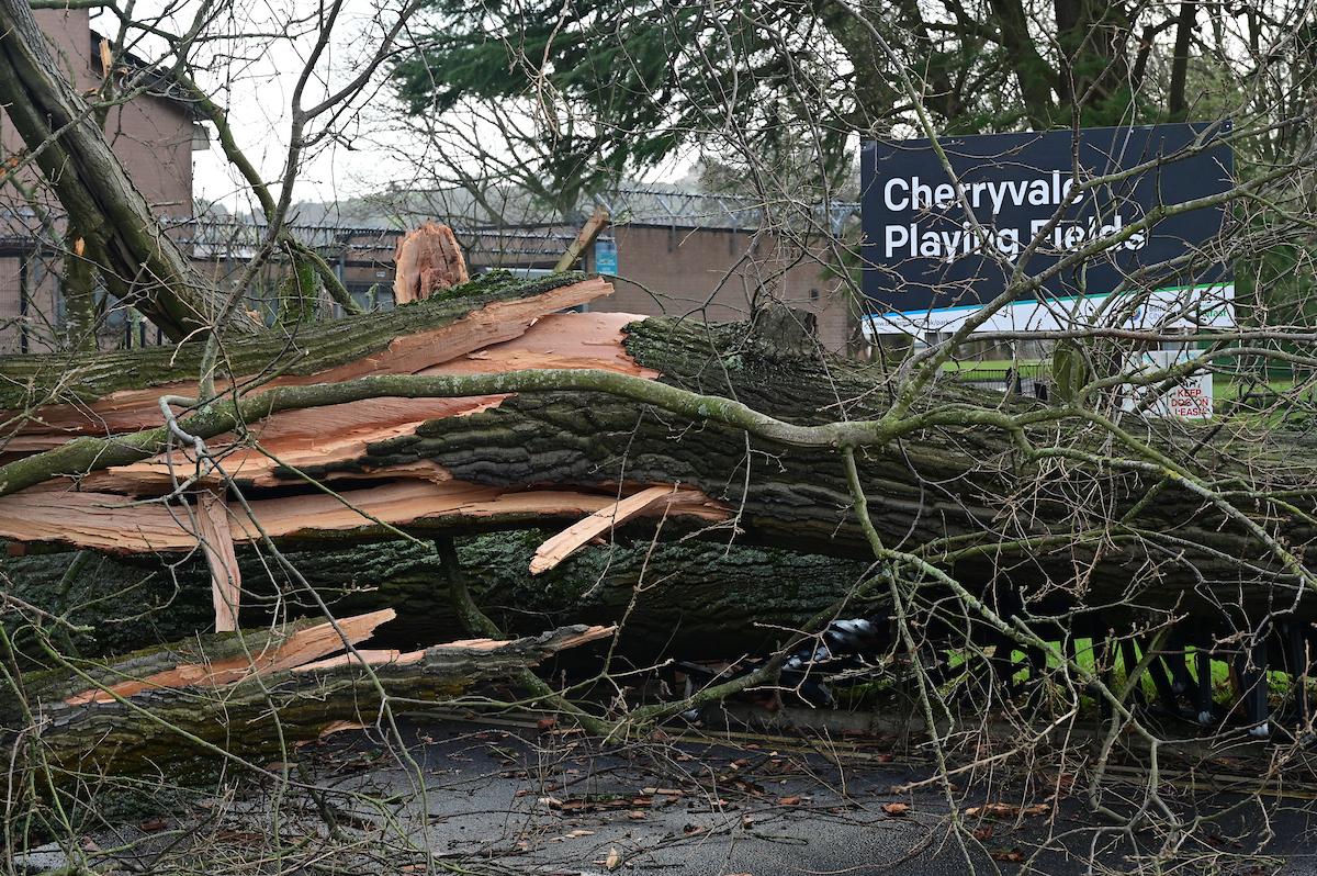 Fallen trees at Cherryvale Playing Fields in South Belfast