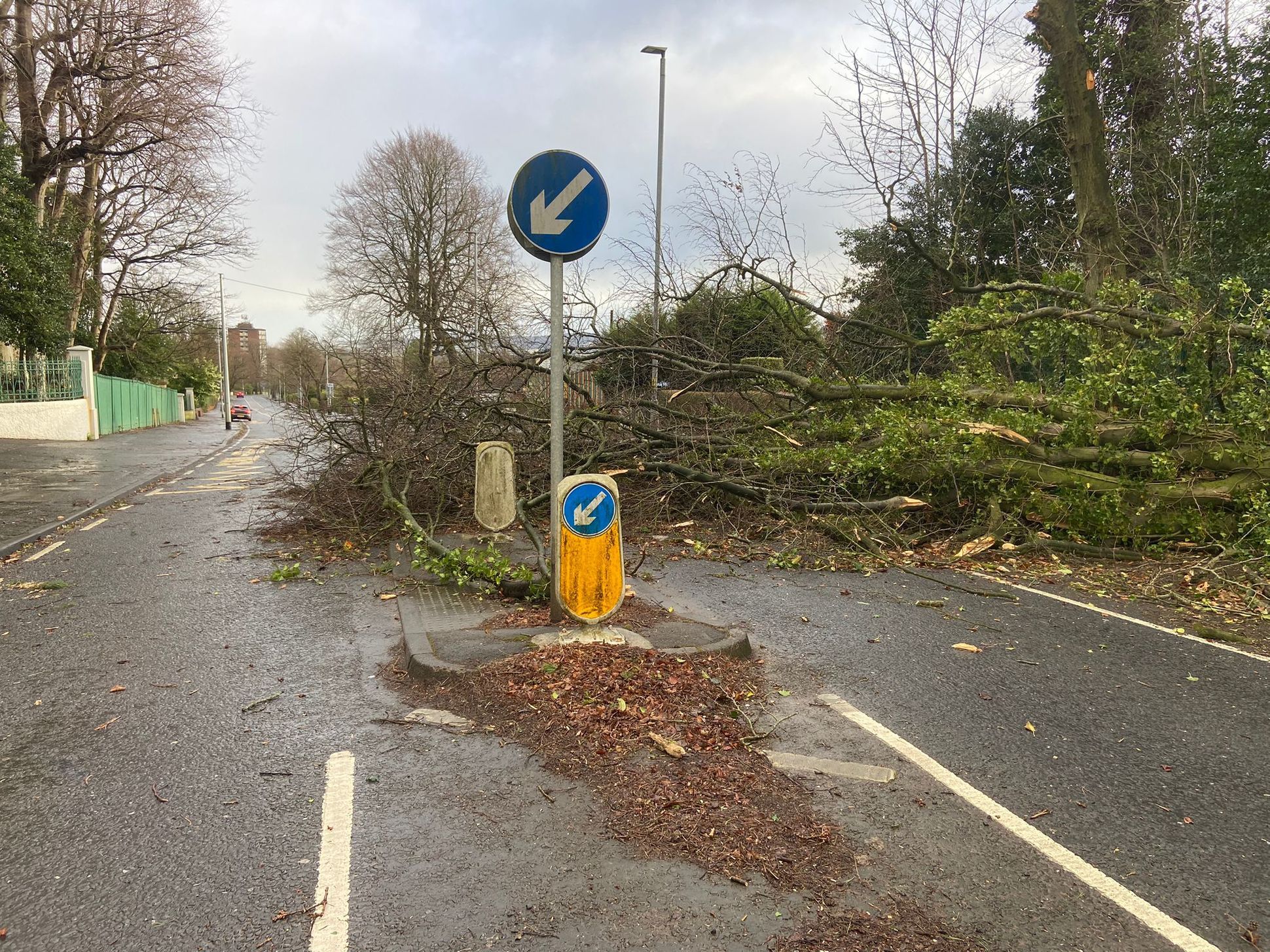 Fallen tree blocks Antrim Road at Fortwilliam