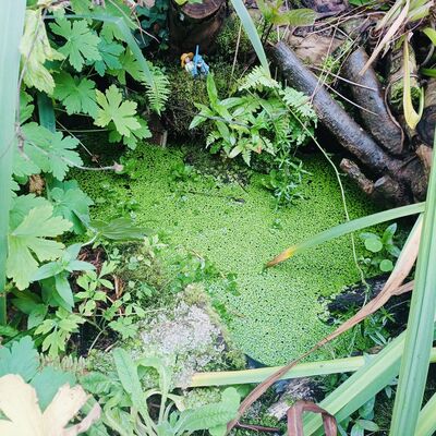 DÚLRA: Ireland’s 40 shades of green aren’t all welcome