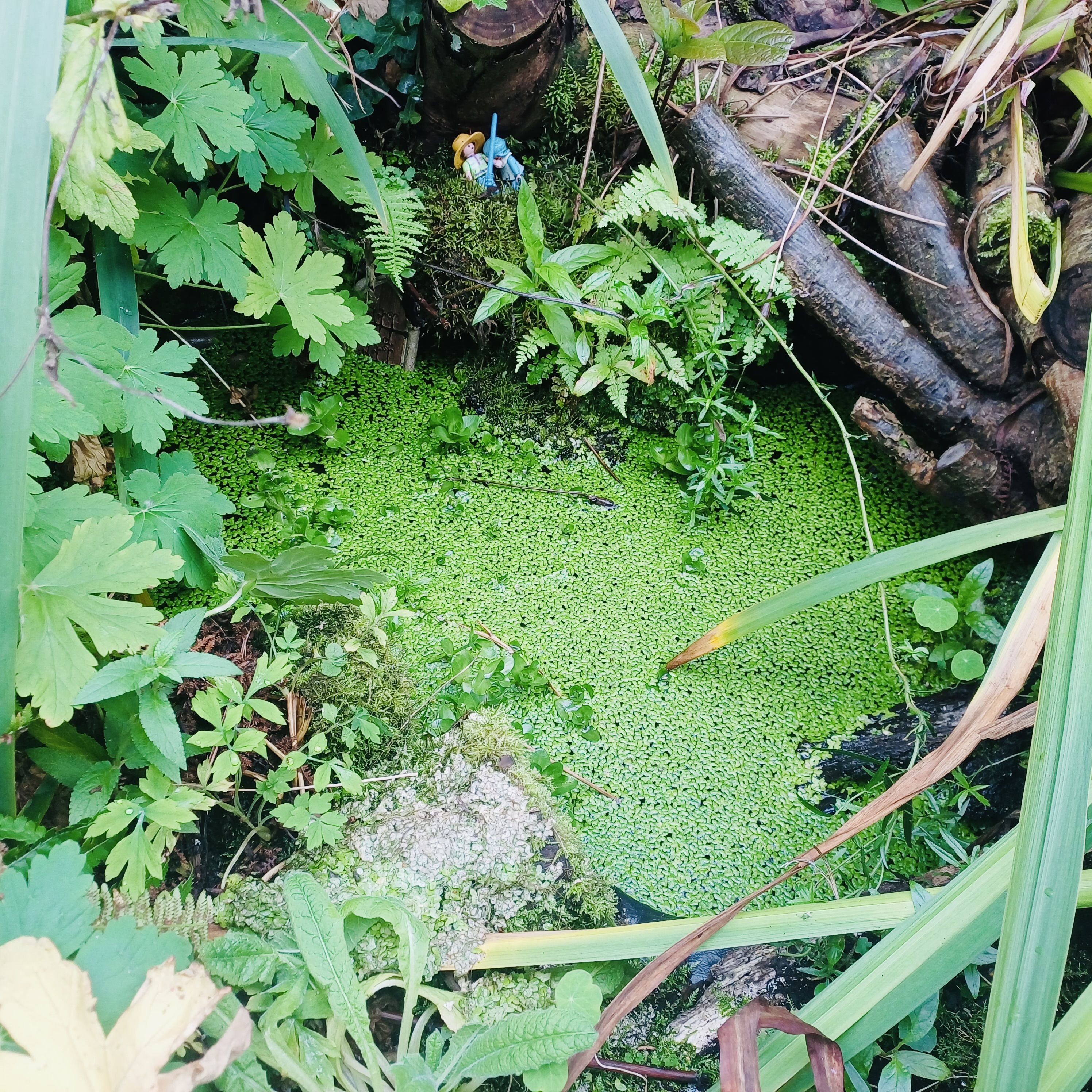 INVASION: Duckweed may be native, but it’s still really bad news for Dúlra’s little garden pond