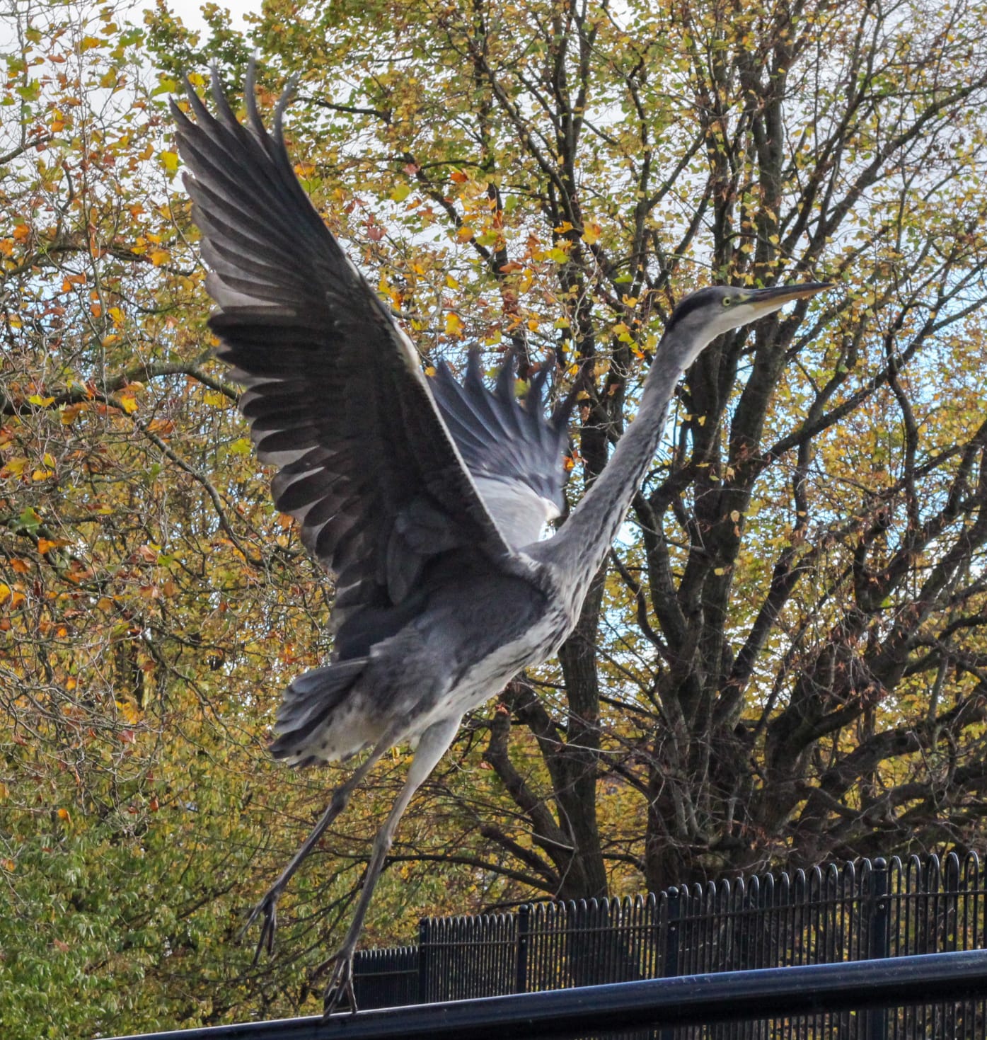 PICTURE PERFECT: Liam Mac Alasdair’s stunning picture of a Waterworks heron