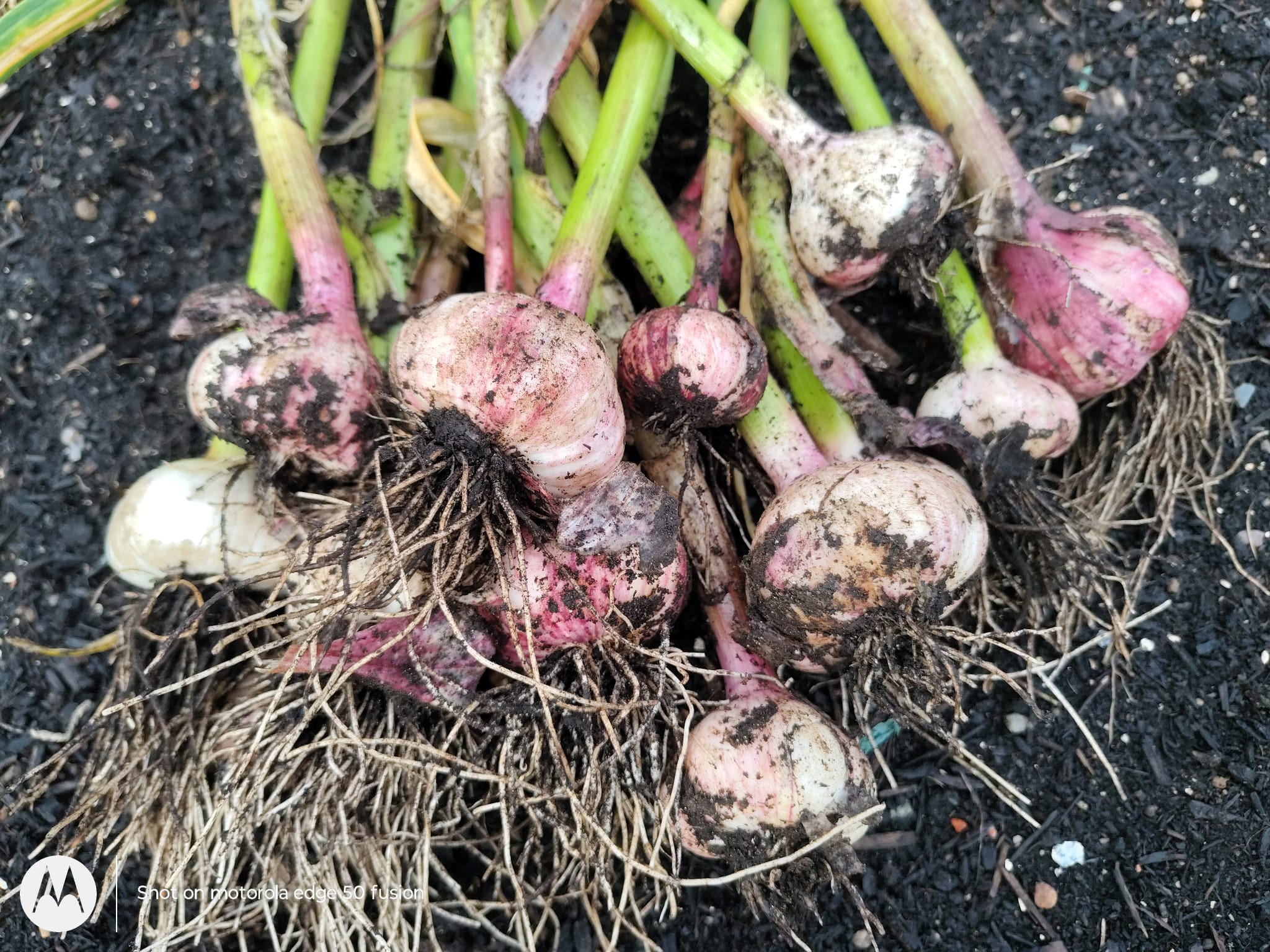 GROWING GAINS: Autumn is no time to shrink from gardening tasks