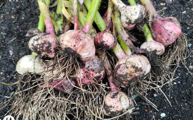 Community Gardening: Season of mists and mellow fruitfulness is here, time to get planting