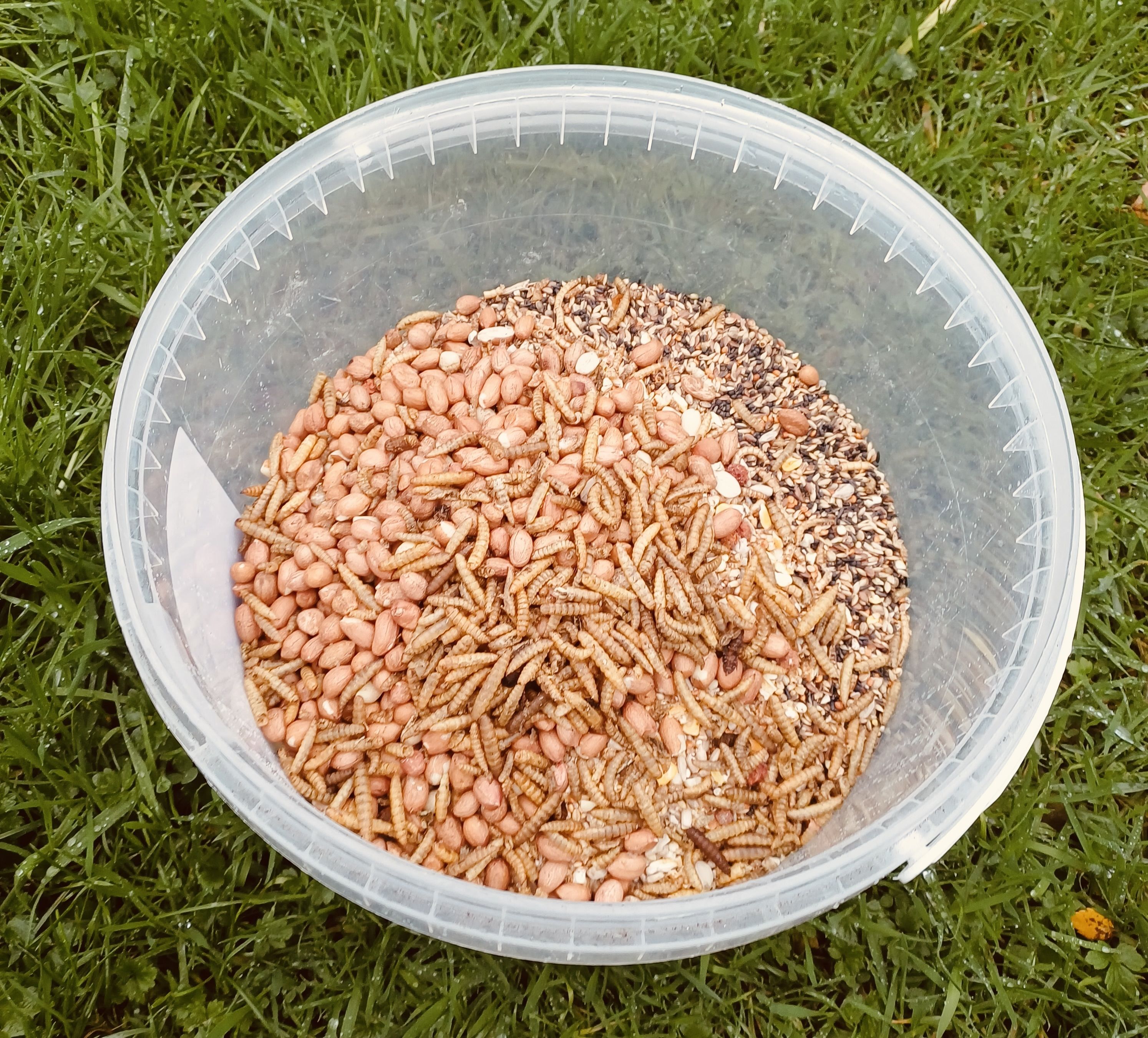 IN THE MIX: What the birds can expect in Dúlra’s garden this winter