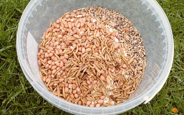 DÚLRA: Don’t forget to feed the garden birds this winter