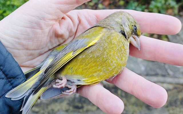 DÚLRA: RSPB bird stickers are a window to a better future