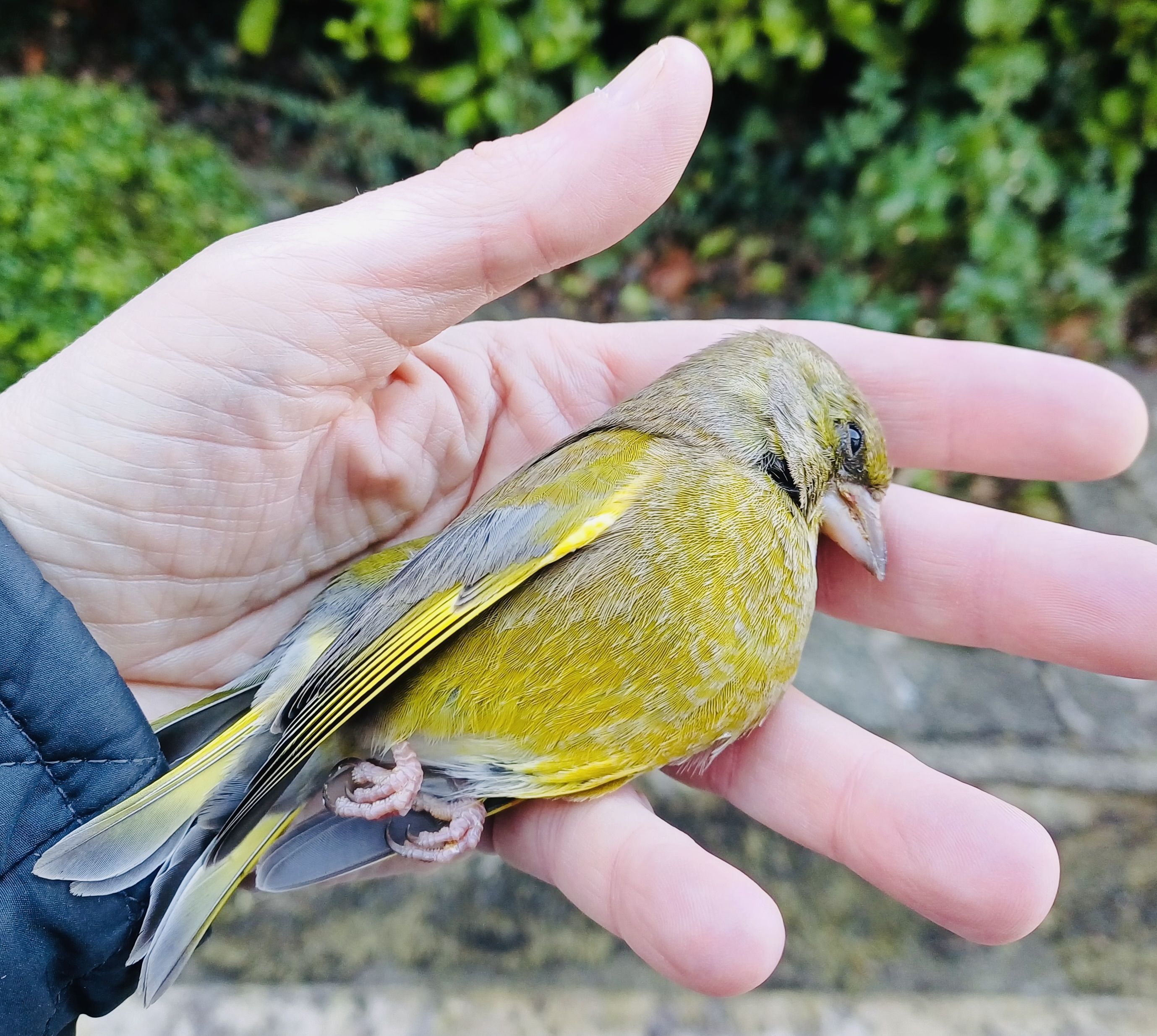 HEARTBREAK: The dead goldfinch was found lying under Dúlra\'s kitchen window