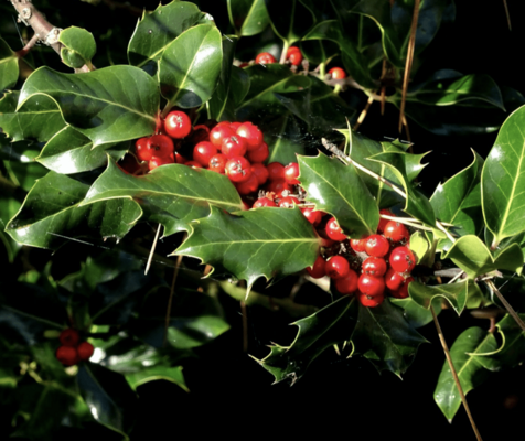 HOLLY: The festive facts you need to know as the Christmas season starts