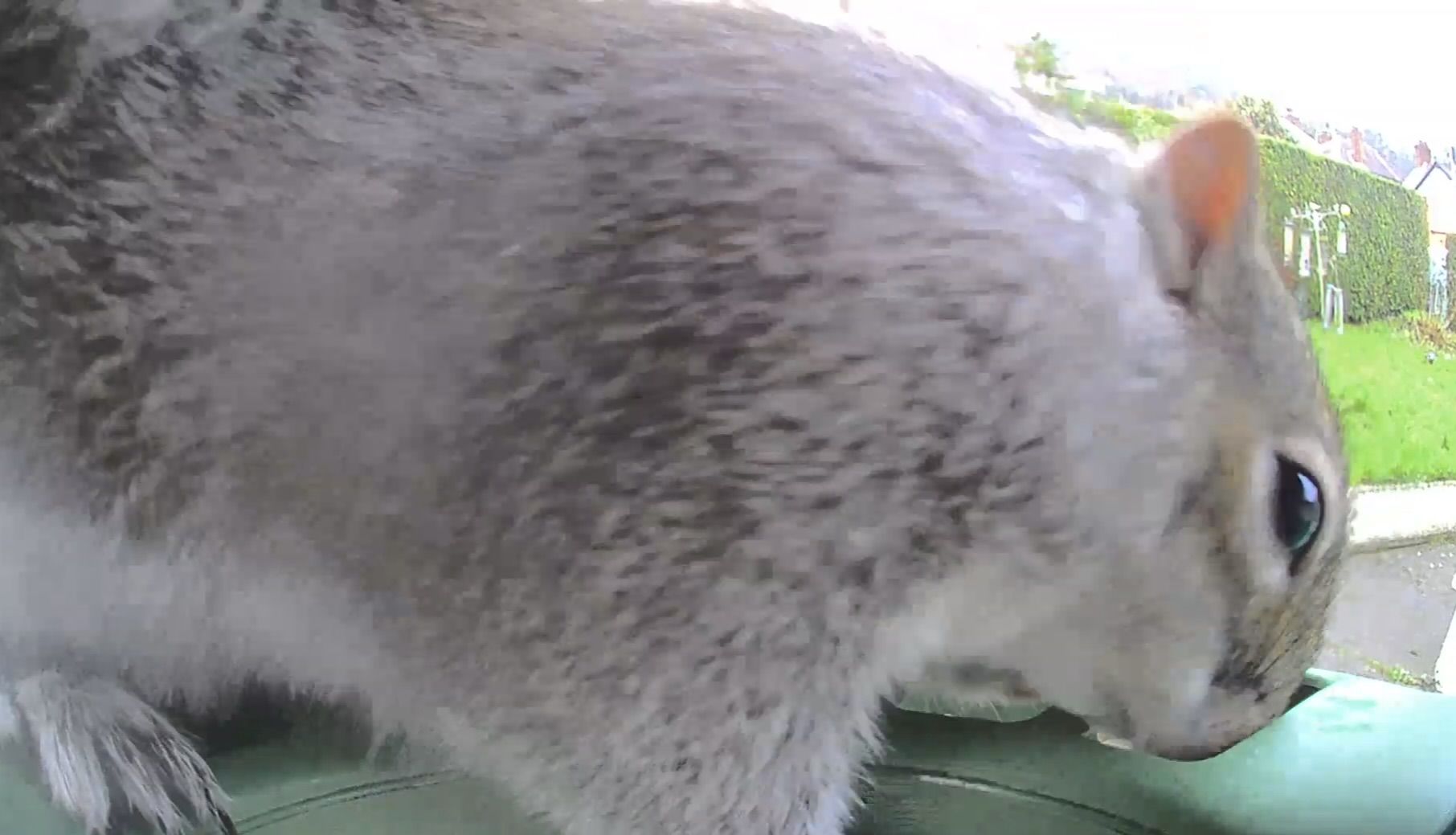 UNWANTED VISITOR: This grey squirrel has hijacked the new feeder with built-in camera – and Dúlra’s not a bit happy