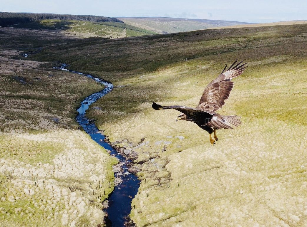 INTRUDER: Who knows what the buzzard was thinking as it got up close and personal with Michal McKernon’s drone?