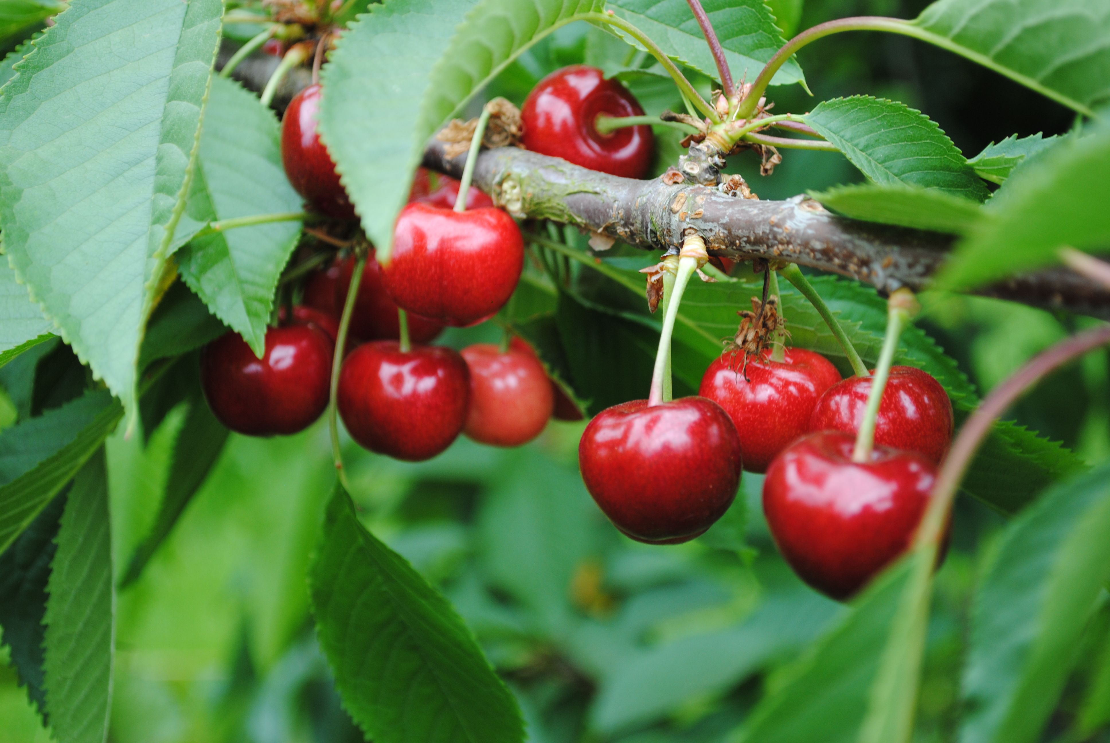 RED FOR BED: The magnesium and melatonin in cherries can help you get the sleep you need 