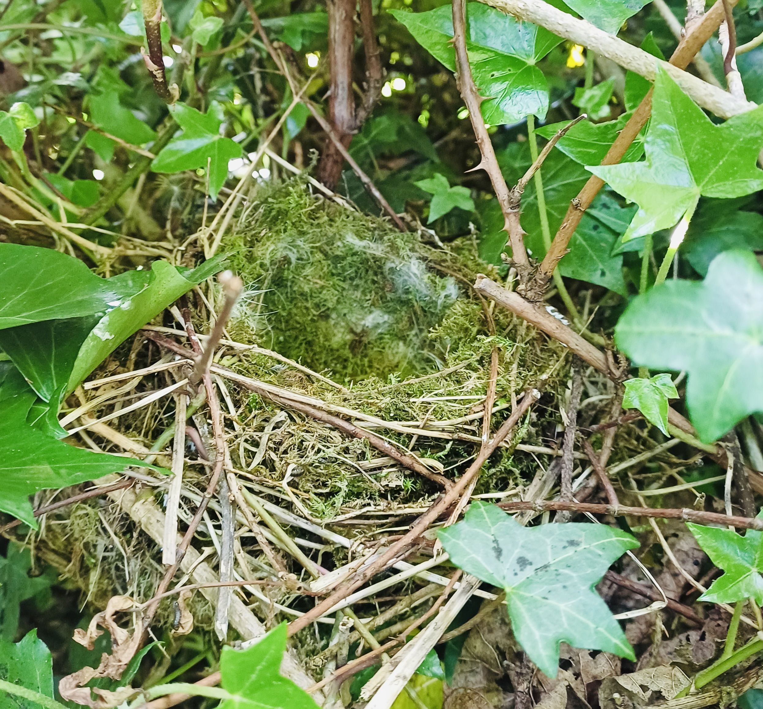 COSY: The dunnock’s nest is beautifully constructed and – more importantly – extremely well hidden and protected