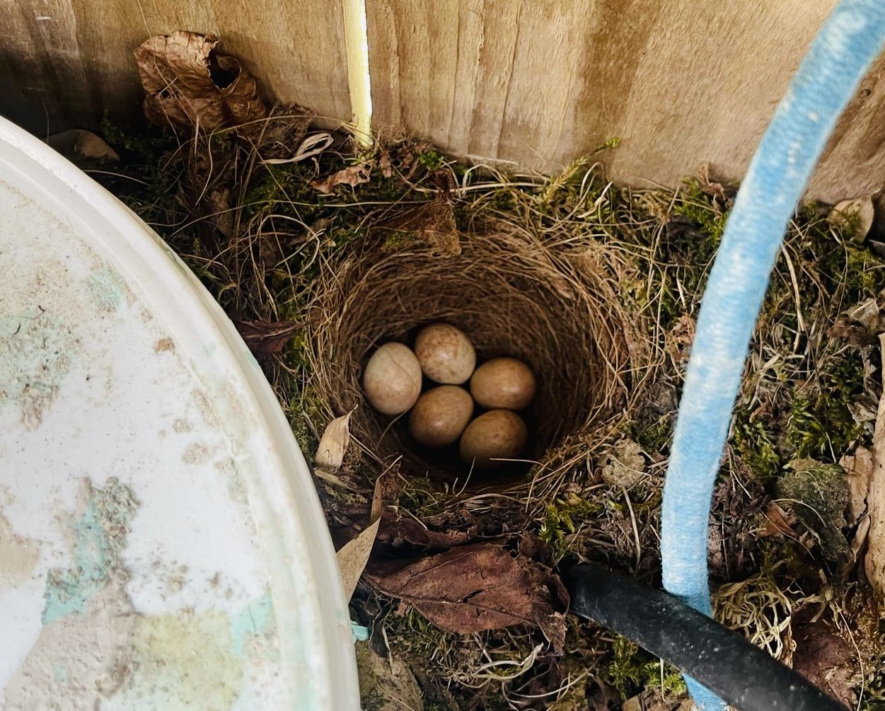 HOME FROM HOME: The Mount Eagles garage nest 