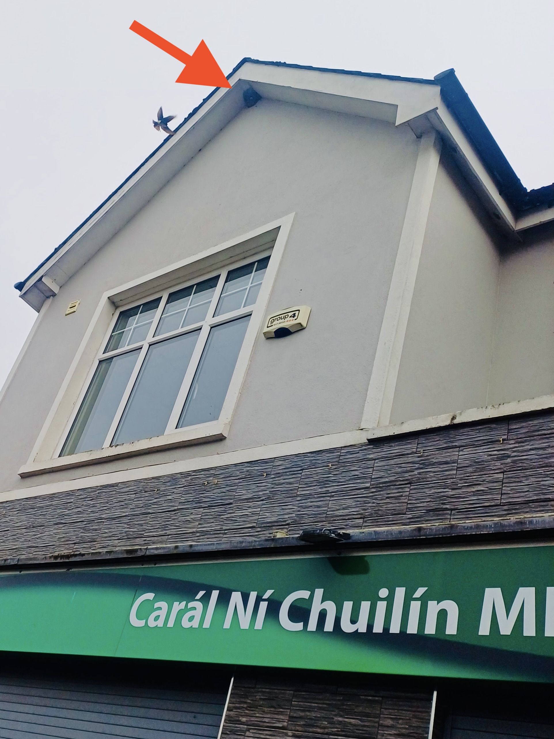 NEW ARRIVALS: House martins – which make their way from the South Africa/Namibia – at Carál Ní Chuilín’s office