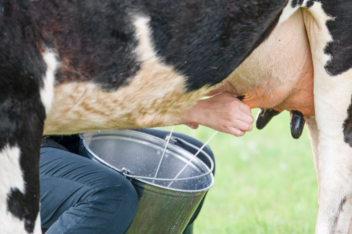 BAD IDEA: Drinking unpasteurised milk straight from the cow is becoming very fashionable
