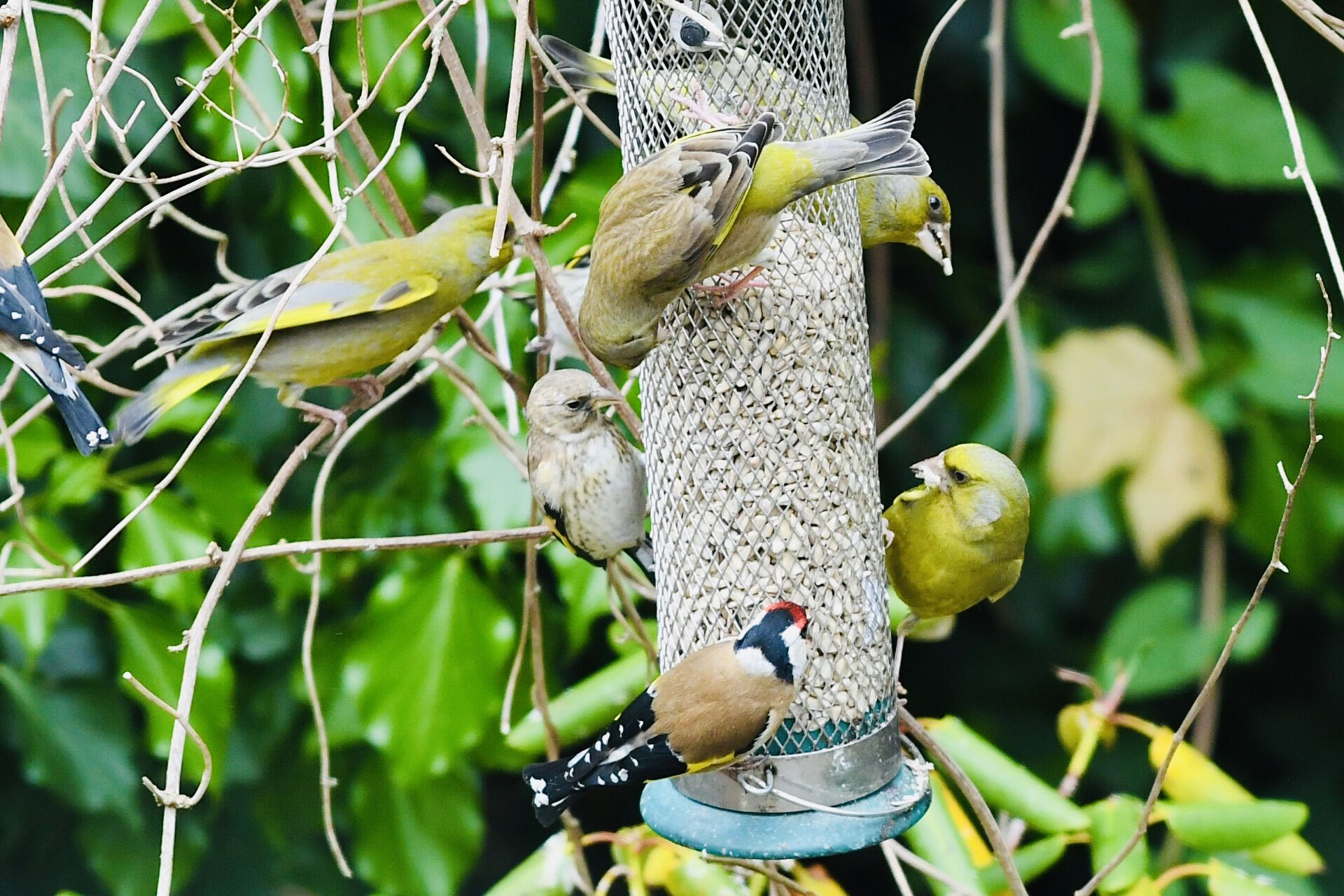 FAMILY AFFAIR: Four adult greenfinches and a juvenile are joined at Dúlra’s feeder by a lone goldfinch