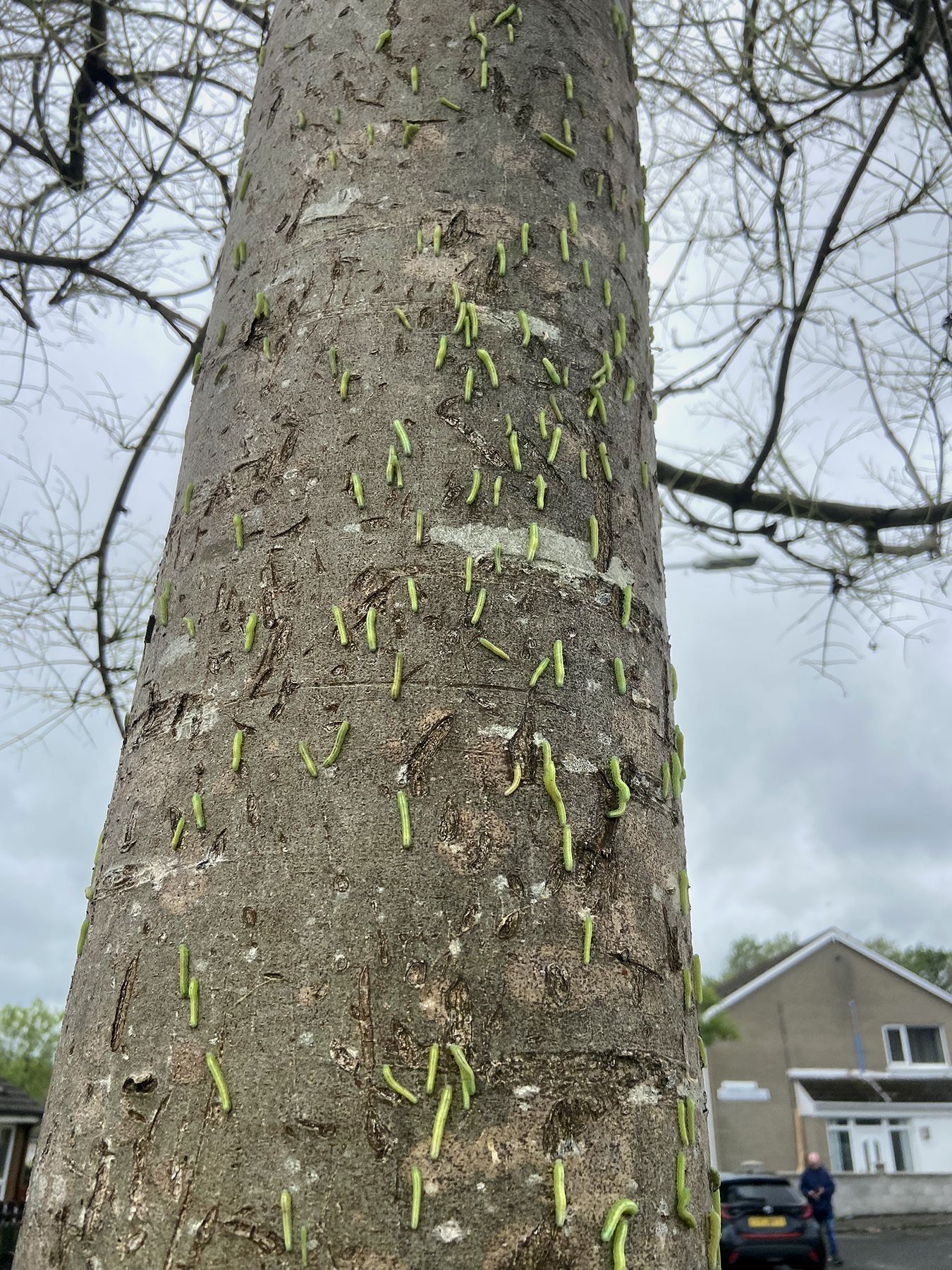 GOING GREEN: One of the affected trees in Twinbrook