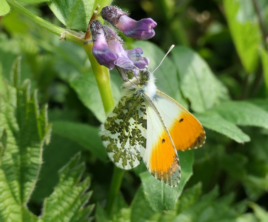 WORRY: The gorgeous colours of the orange-tip are seen less and less 