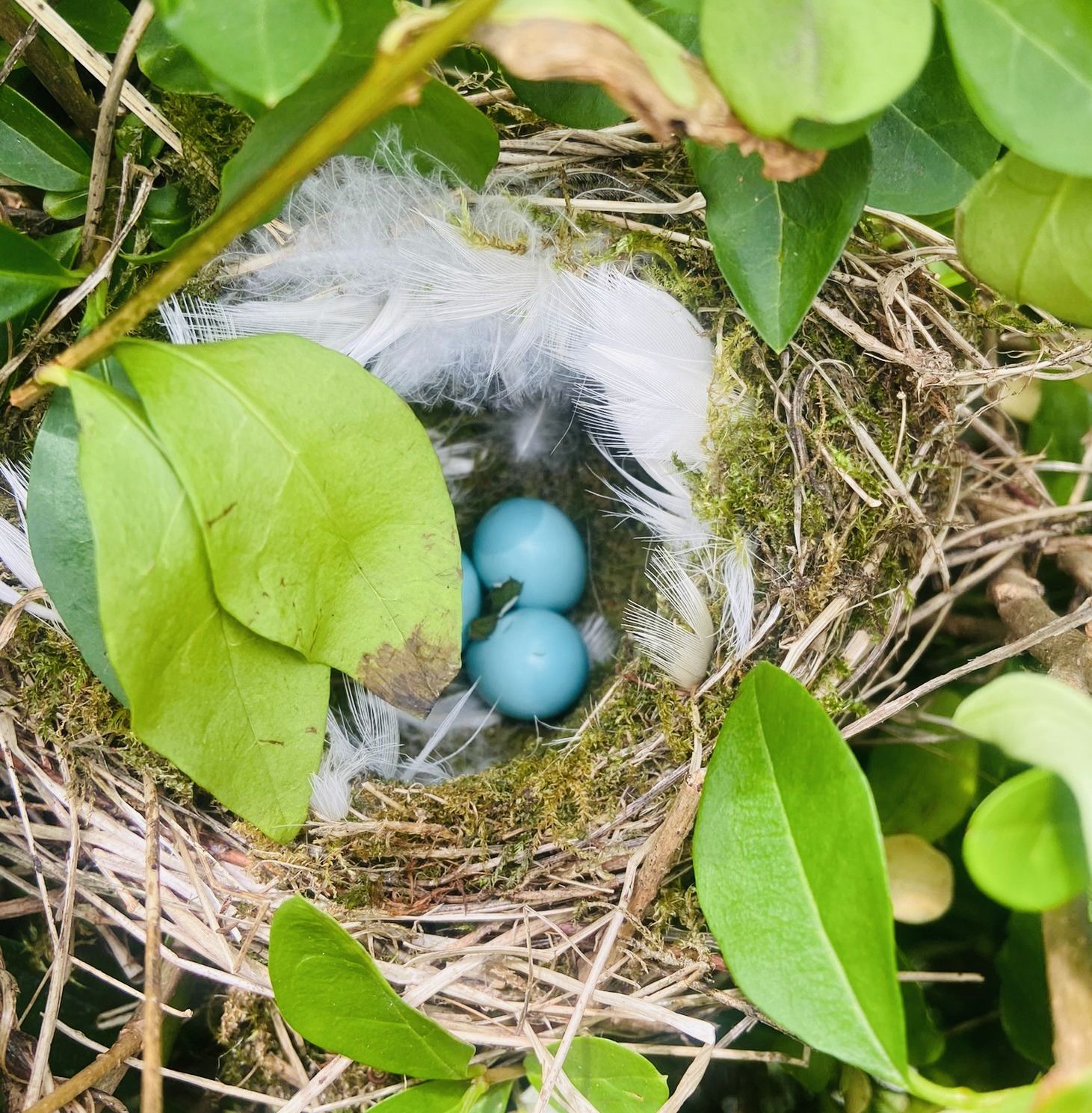 HIDE AND SEEK: The dunnock is an incredibly secretive bird and goes to great lengths to hide its nest – but if there’s a will there’s a way