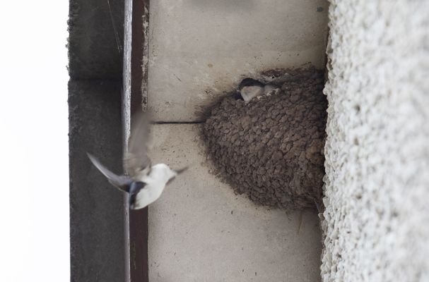 DÚLRA: House martins are a pure joy – just ask a Robin