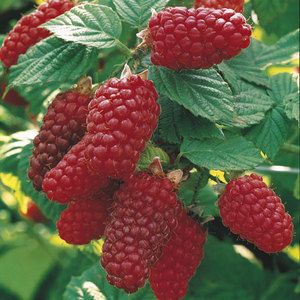 HYBRID: Tayberries are healthy and versatile