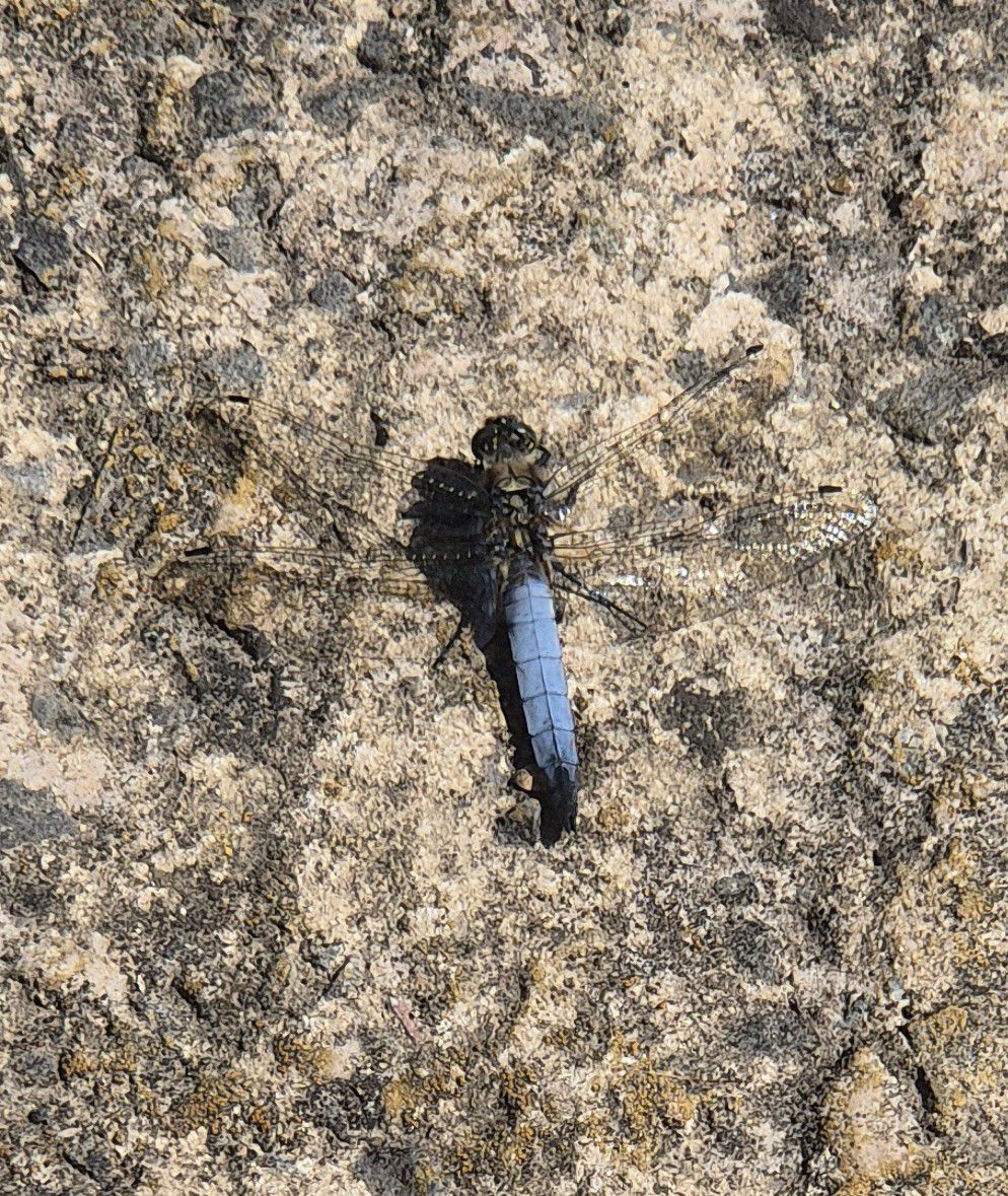 DISCOVERY: The rare black-tailed skimmer dragonfly