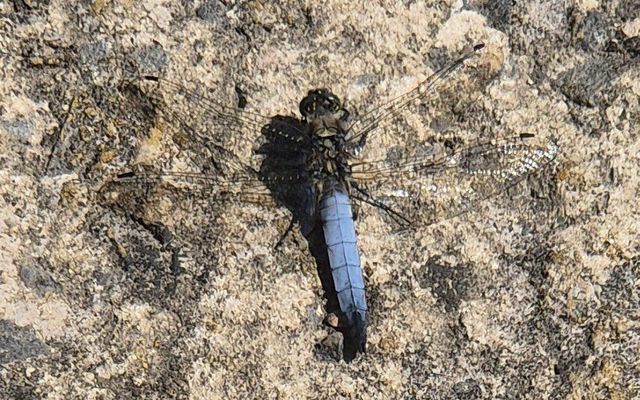 Rare dragonfly discovered at Bog Meadows Nature Reserve