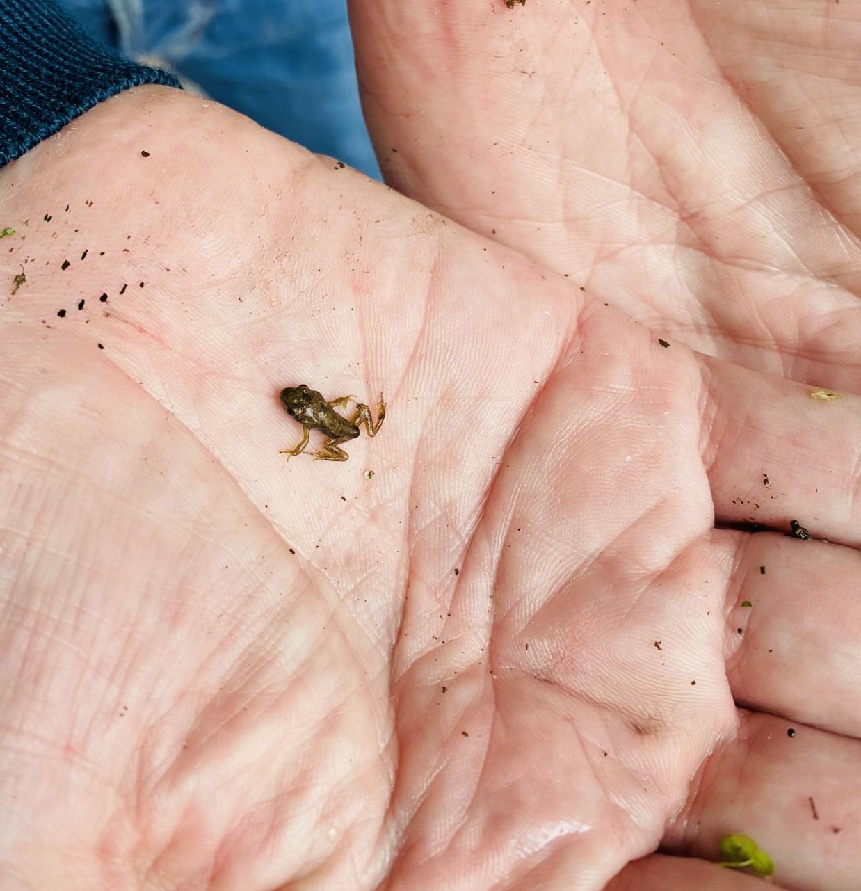 SMALL BUT PERFECTLY FORMED: The garden frogspawn has morphed into hundreds of tiny frogs